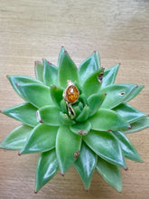 Load image into Gallery viewer, Pre-Loved 14ct Yellow Gold & Amber Ring