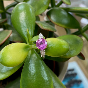 Platinum & Rose Gold Hot Pink Sapphire & Diamond Ring